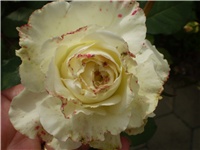 05a871ff-Picture 6556.jpg